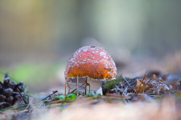 closeup red flyagaric mushroom in forest