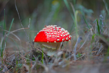 closeup red fly agaric mushroom in forest, natural autumn forest background