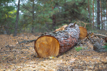 heap of closeup pine tree trunk on forest glade