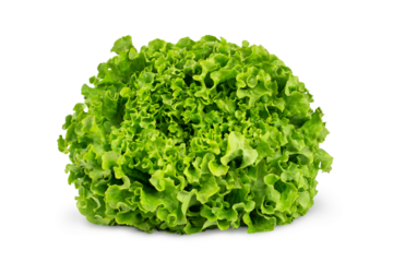 Green oak lettuce isolated on white background.