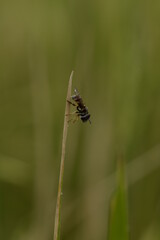 Flower flyon a leaf