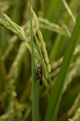 Rice locusts are a group of insects belonging to the Caelifera suborder. They are believed to be an ancient group of herbivorous insects