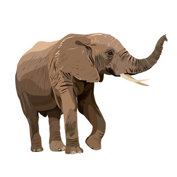 Vector image of a naturalistically drawn elephant on a white isolated background