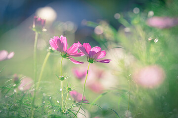 コスモス　コスモス畑　秋　花畑