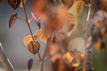 紅葉　秋　哀愁