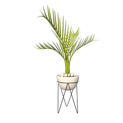 Front view of Plant (Pot with Areca Palm Plant 3) Tree png
