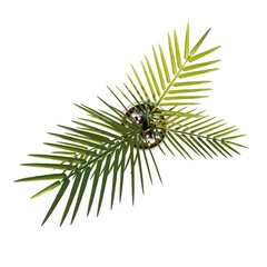 Top view of Plant (Pot with Areca Palm Plant 3) Tree png