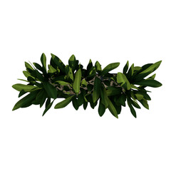 Top view of Plant (Flowerpot with Dracaena 2) Tree png