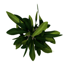 Top view of Plant (Flowerpot with Dracaena 1) Tree png