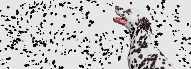 Fototapeta na wymiar Portrait of beautiful purebred dog, Dalmatian over white background with black spots. Flyer. Black and white texture