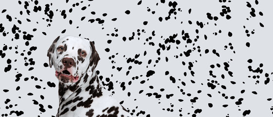 Portrait of beautiful purebred dog, Dalmatian looking at camera over white background with black...