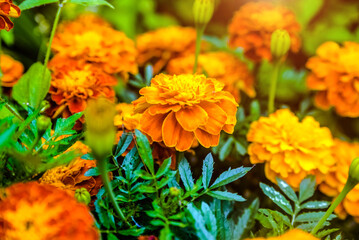 Orange marigolds on a green natural background
