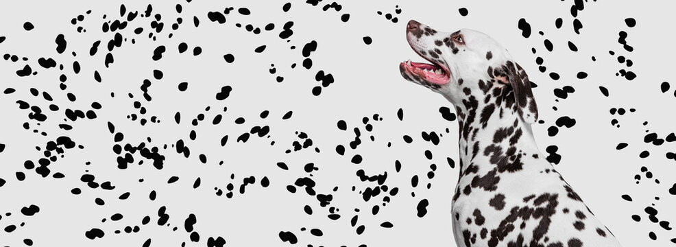 Portrait of beautiful purebred dog, Dalmatian over white background with black spots. Flyer. Black and white texture