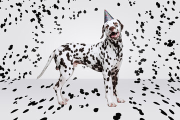 Portrait of beautiful purebred dog, Dalmatian over white background with black spots. Birthday doggie