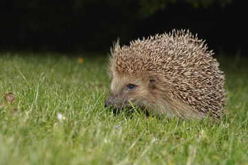 Hedgehog on the grass in the garden at night, photo with flash.