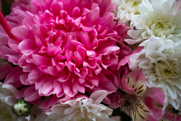 background with flowers. Peonies bouquet macro photo. Panel with flowers.
