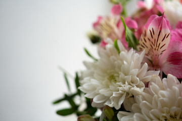 close up of pink chrysanthemum