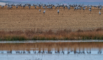 Large flock of cranes near the pond with reflection