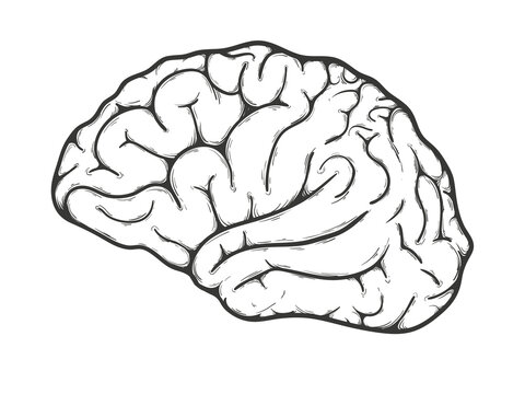 Human brain side view. Illustration on transparent background