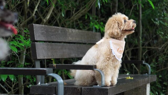 Cute little cockapoo puppy sitting on park bench 