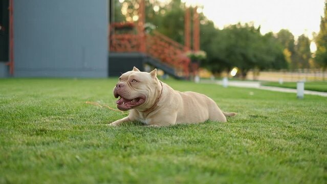Cute teenage american bully puppy lies on the grass for a walk in the park in summer.