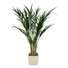 Front view of Plant (Flowerpot with Areca Palm 1) Tree png