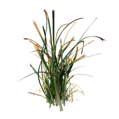 Front view of Plant ( Long Lawn Grass 10) Tree png