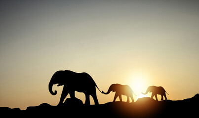 Fototapeta na wymiar Silhouette African elephant walking landscape with safari, elephants under orange sky with rising sun.