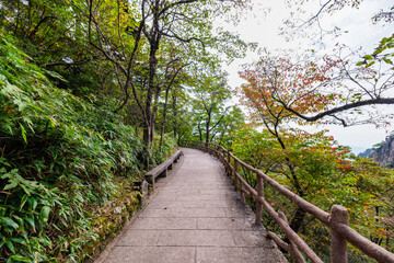 path in the forest