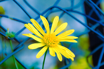 Bloom daisy yellow petal on blue, blossom flower head closeup, outdoors.