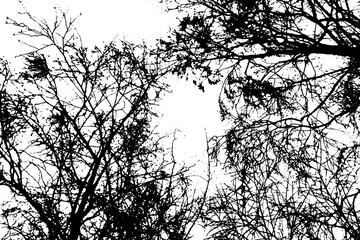 Tree branch silhouette on transparent background