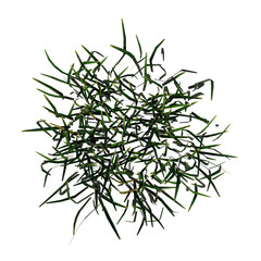 Top view of Plant (Grass 3) Tree png