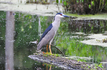 Dark Crowned Night Heron Perched in a Marsh