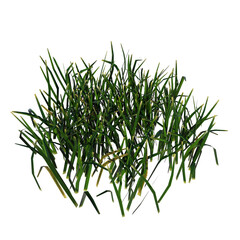 Front view of Plant (Grass 3.1) Tree png