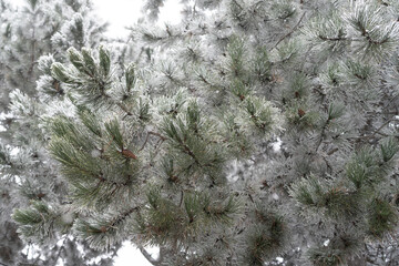 Green fluffy coniferous tree covered with snowflakes is in park on frosty winter day. Close-up of pine branch with snow stuck after falling large amounts of precipitation in cold northern weather