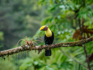 Keel-billed Toucan - Ramphastos sulfuratus, large colorful toucan from Costa Rica forest with very colored beak.