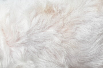 White fur background texture close-up