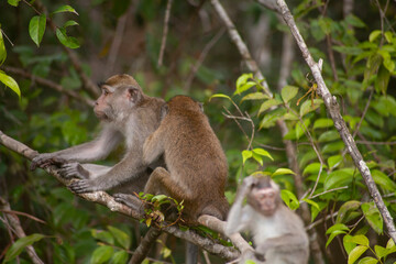 Wild Monkey In Borneo Forest
