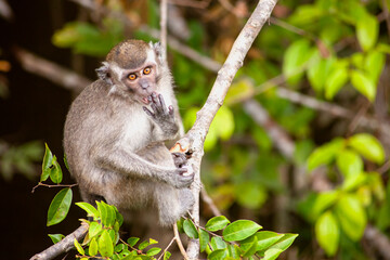 Wild Monkey In Borneo Forest