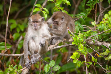 Wild Monkey In Borneo Forest