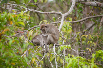 Naklejka na ściany i meble Wild Monkey In Borneo Forest