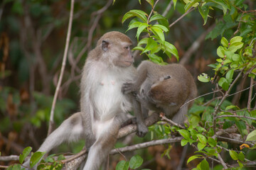 Wild Monkey In Borneo Forest