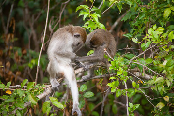 Wild Monkey In Borneo Forest