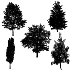 Fototapeta premium Set of silhouettes of trees on white background.