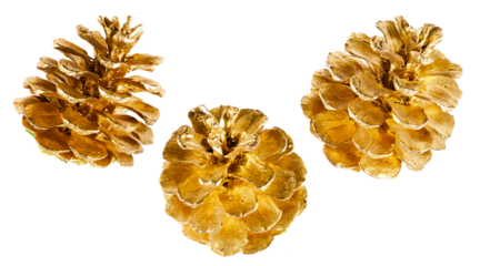 set of pine cones isolated transparent png