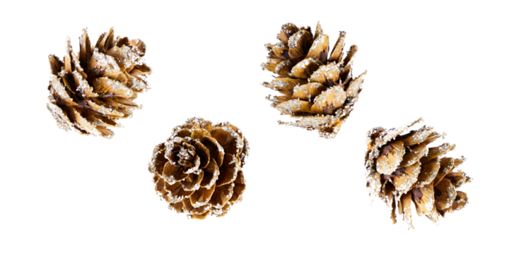set of pine cones isolated transparent png