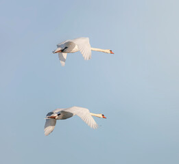 Obraz premium Parc de la Camargue, Cygnes en vol à la réserve de Scamandre