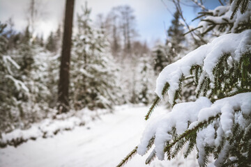 Fototapeta na wymiar Snow on fir tree branches, in the forest