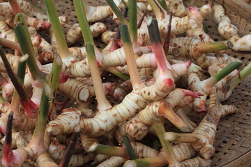 galangal