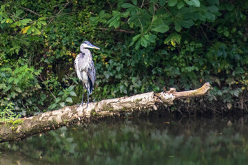 The Great Blue Heron